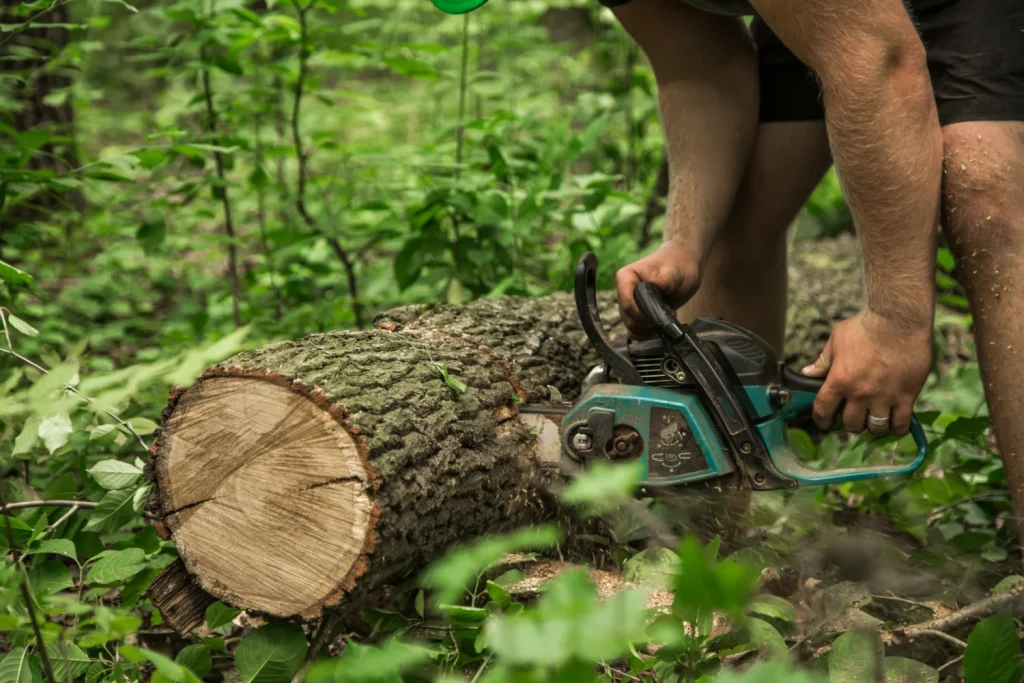 Arborist Services Newcastle