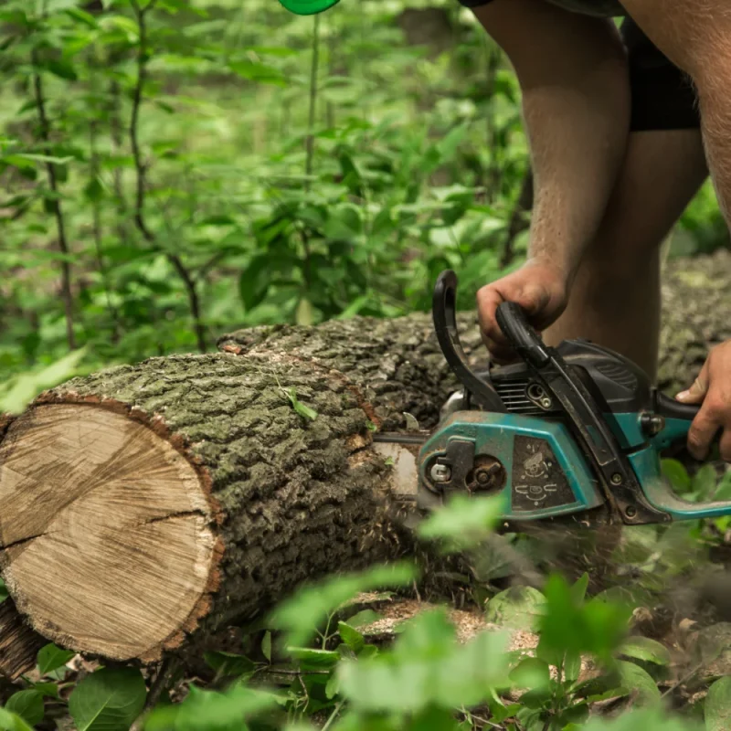 Arborist Services Newcastle