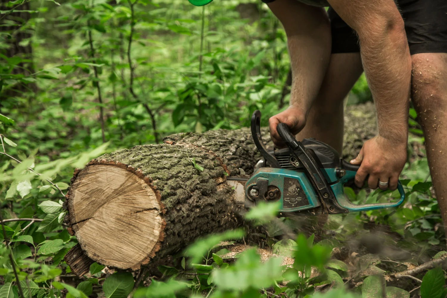 Newcastle Arborist Services on Seasonal Tree Maintenance