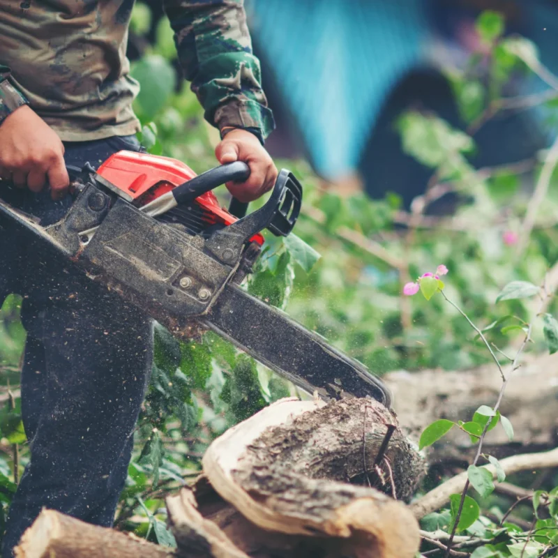 Tree Service in Newcastle